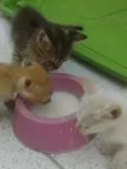 Gatinhos