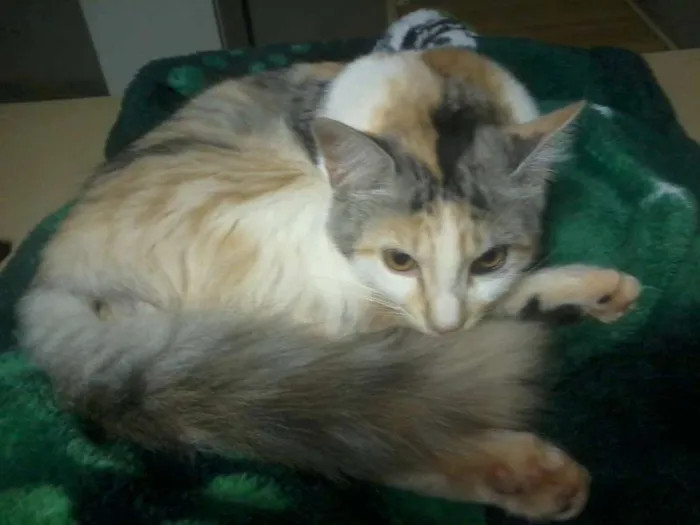 Gato ra a Angorá idade 2 a 6 meses nome do