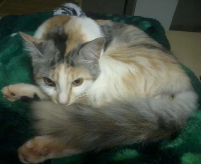 Gato ra a Angorá idade 2 a 6 meses nome do