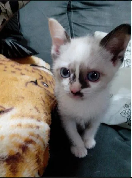 Gato ra a SRD idade Abaixo de 2 meses nome bb