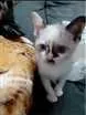 Gato raça SRD idade Abaixo de 2 meses nome bb