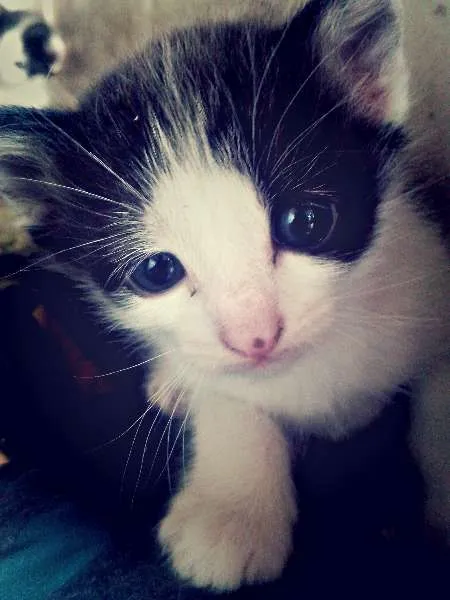 Gato ra a raça não definida idade 2 a 6 meses nome Sem nome