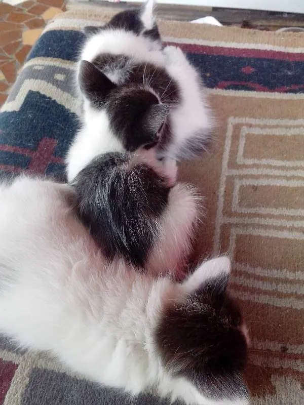 Gato ra a raça não definida idade 2 a 6 meses nome Sem nome