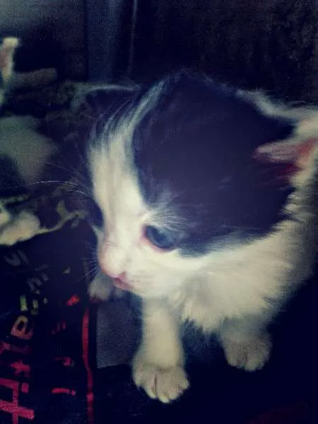 Gato ra a raça não definida idade 2 a 6 meses nome Sem nome