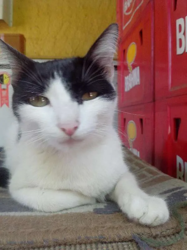 Gato ra a raça não definida idade 2 a 6 meses nome Sem nome