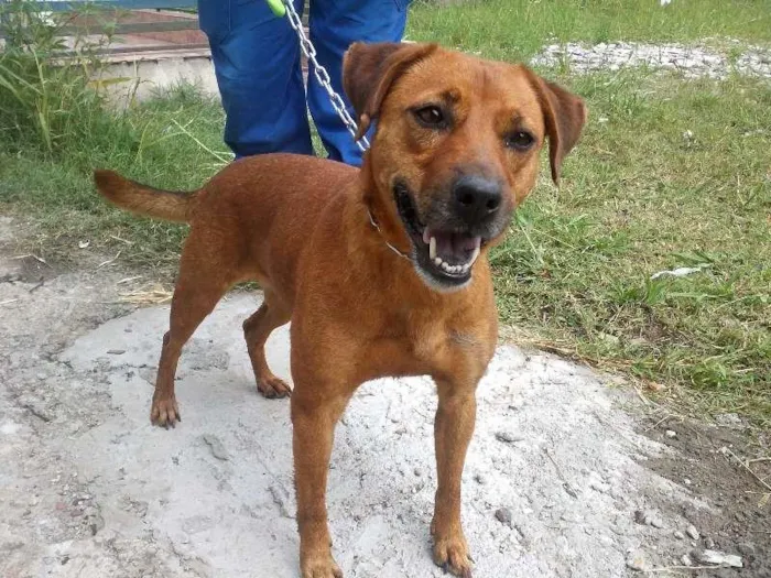 Cachorro ra a SRD idade 2 anos nome Bia