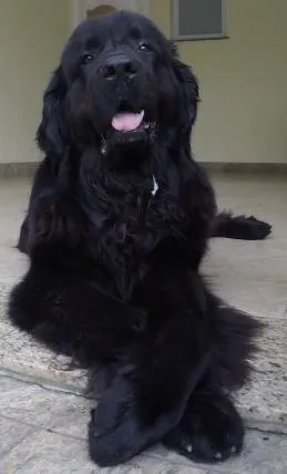 Cachorro raça Terra Nova idade 4 anos nome Otto