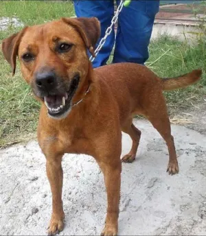 Cachorro raça SRD idade 2 anos nome Bia