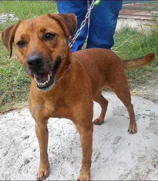 Cachorro ra a SRD idade 2 anos nome Bia
