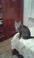 Bruno