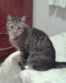 Gato raça SRD idade 3 anos nome Bruno