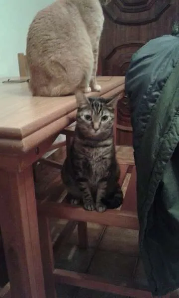 Gato ra a SRD idade 3 anos nome Sol