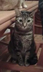 Gato ra a SRD idade 3 anos nome Sol