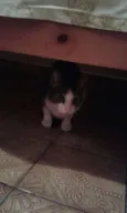 Pepito
