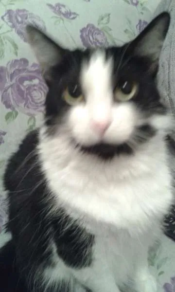 Gato ra a SRD idade 4 anos nome Filo