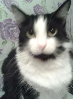 Gato raça SRD idade 4 anos nome Filo