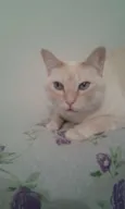 Dudu