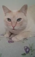 Dudu