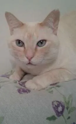 Gato raça SRD idade 3 anos nome Dudu