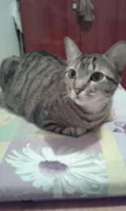 Léo