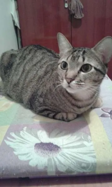Gato ra a SRD idade 1 ano nome Léo