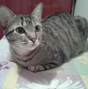 Gato raça SRD idade 1 ano nome Léo