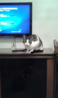 Pepito