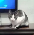 Pepito