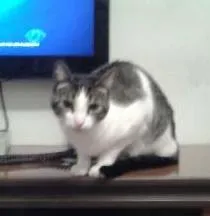 Gato ra a SRD idade 2 anos nome Pepito