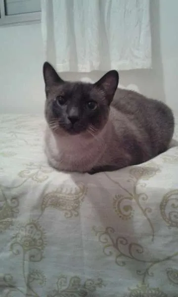 Gato ra a SRD idade 5 anos nome Julia