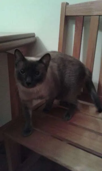 Gato ra a SRD idade 5 anos nome Julia