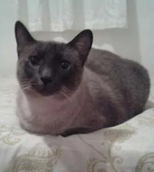 Gato ra a SRD idade 5 anos nome Julia