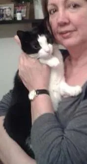 Gato ra a SRD idade 1 ano nome Bruna
