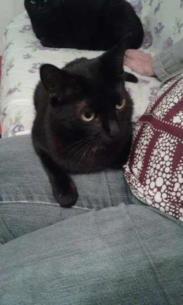 Gato ra a SRD idade 2 anos nome Zeca