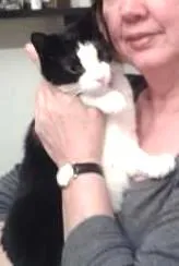 Gato ra a SRD idade 1 ano nome Bruna