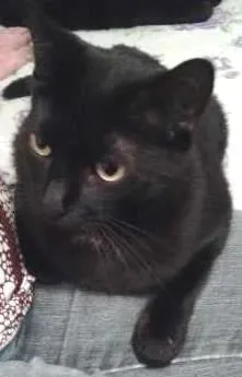 Gato ra a SRD idade 2 anos nome Zeca