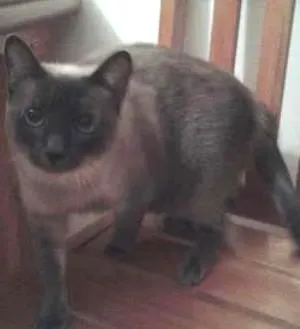 Gato raça SRD idade 5 anos nome Julia