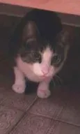 Pepito