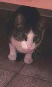Gato ra a SRD idade 2 anos nome Pepito