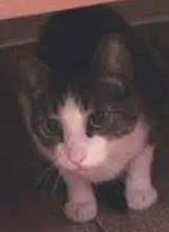 Gato raça SRD idade 2 anos nome Pepito