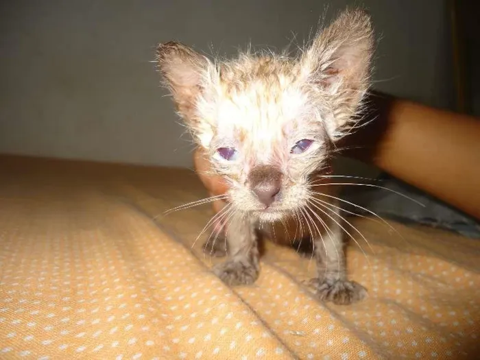 Gato raça  idade Abaixo de 2 meses nome Sem nome