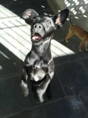 Cachorro raça Mestiço de Labrador idade 7 a 11 meses nome Ikki