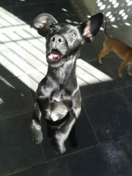 Cachorro ra a Mestiço de Labrador idade 7 a 11 meses nome Ikki