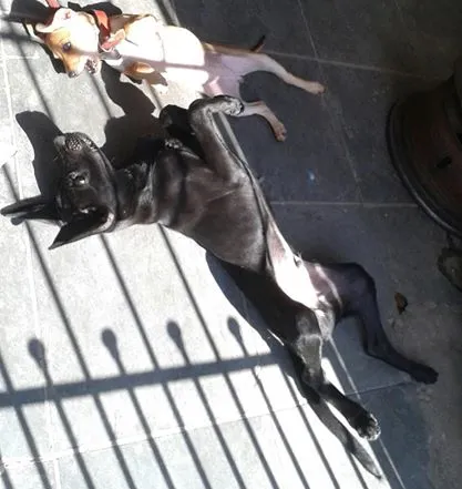 Cachorro ra a Mestiço de Labrador idade 7 a 11 meses nome Ikki