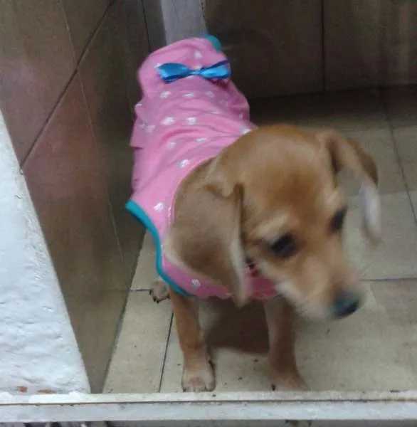 Cachorro ra a R.N.D idade 7 a 11 meses nome Rubi