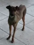 Linda Pinscher e fi