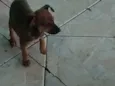 Linda Pinscher e fi
