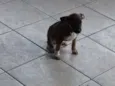 Linda Pinscher e fi