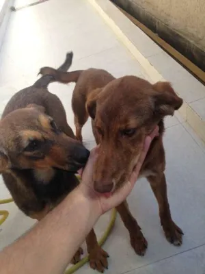 Cachorro raça vira-lata idade 7 a 11 meses nome Angelina e Joly