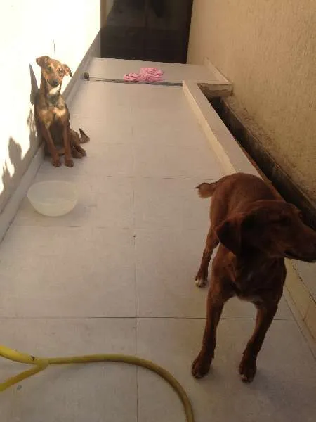 Cachorro ra a vira-lata idade 7 a 11 meses nome Angelina e Joly